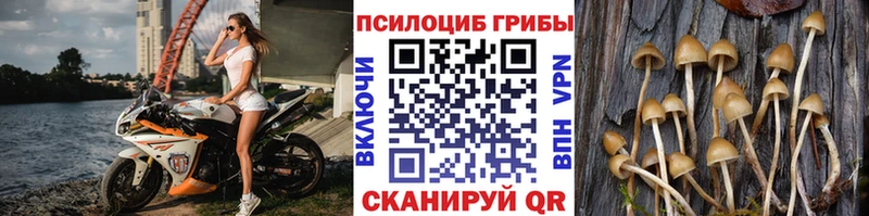 Купить где  Белозерск  Галлюциногенные грибы Cubensis 